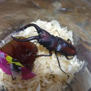 天然物　ノコギリクワガタ　ペア　60up