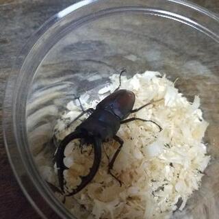 天然物　ノコギリクワガタ　ペア　60upの画像