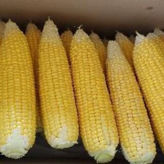 とうもろこし🌽 今朝採り B品約50本