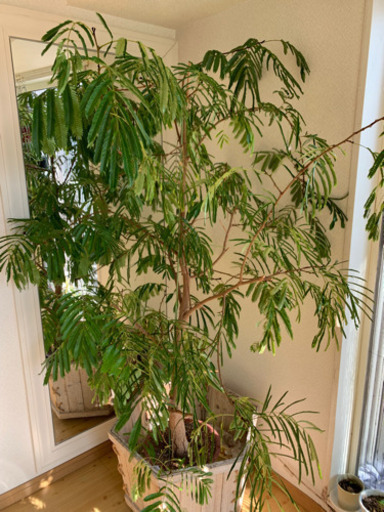 エバーフレッシュ☆観葉植物