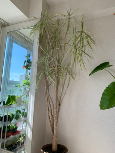 ドラセナ☆観葉植物
