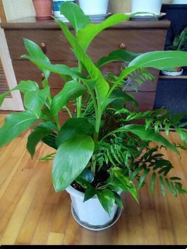 寄せ植え27-1