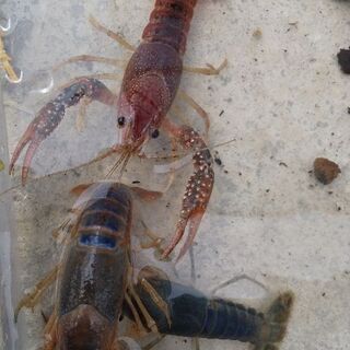 ザリガニ クリアなどの画像