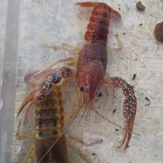 ザリガニ クリアなどの画像