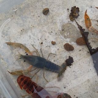 ザリガニ クリアなどの画像