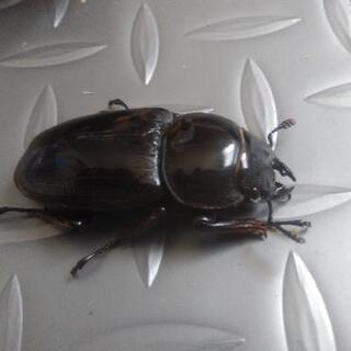 インドグランディスオオクワガタ♂♀ペアの画像