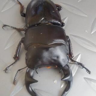 インドグランディスオオクワガタ♂♀ペア