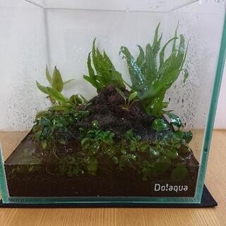 テラリウム ※プチナナ交渉中