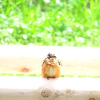 7/22 野鳥観察初心者の会（自然・生物観察）