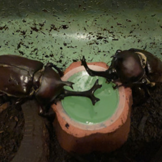 カブトムシ♂♀