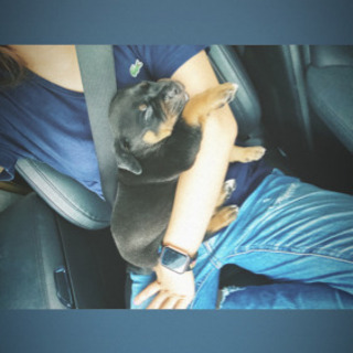 子犬（大型犬）