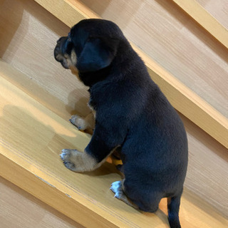 子犬（大型犬） - ペット
