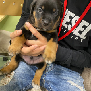 子犬（大型犬） − 千葉県