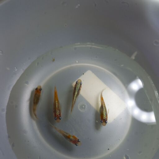 極上品、厳選　紅花魁　稚魚五匹！