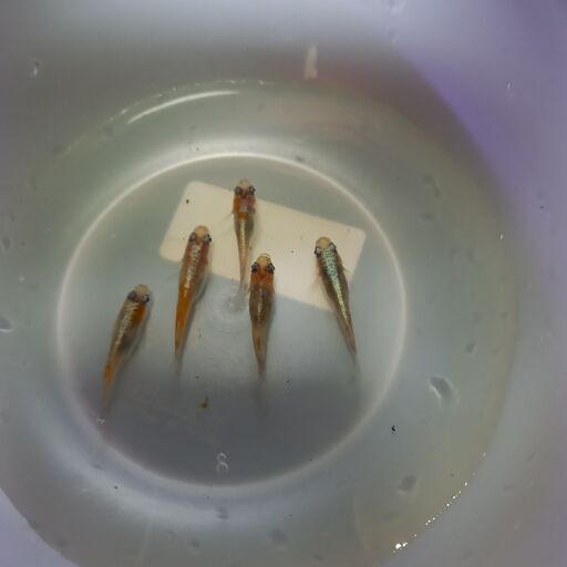 極上品、厳選　紅花魁　稚魚五匹！
