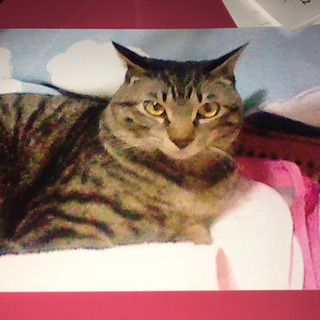 今日中に猫を貰ってくれる方募集します。