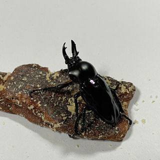 オオクワガタ　ニジイロクワガタ　パプキン　成虫　ペア