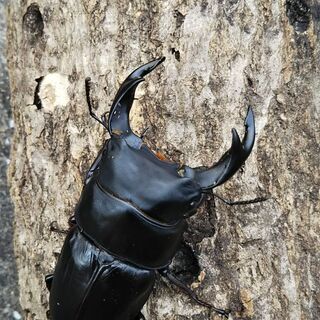 GーSTYLE LEGZAS 血統　新成虫　2ペア　オオクワガタ　極太