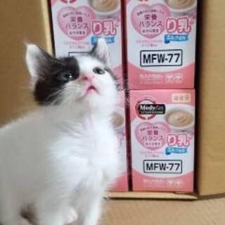 生後１ヶ月過ぎの子猫の里親さん募集