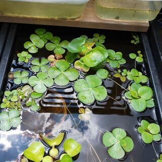 ウォータークローバー🍀抜き苗 ランナー おまけつき✨