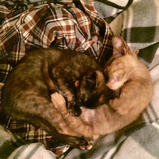 子猫2匹の里親募集中🐱🏖