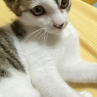 キジ白くん里親募集です