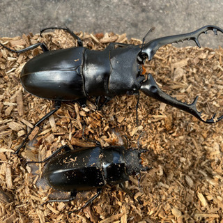 ギラファノコギリクワガタ　成虫