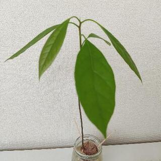アボカド　苗　１年生