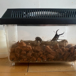 クワガタ　雄(オス) 雌(メス)ペア  3点セット付き カゴ付き・ダニ防止加工済み土・ゼリ　の画像