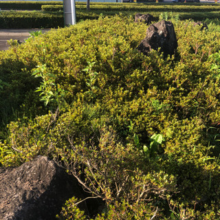 サツキの植木欲しい方いませんか？　無料です。