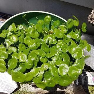 メダカMIXの画像