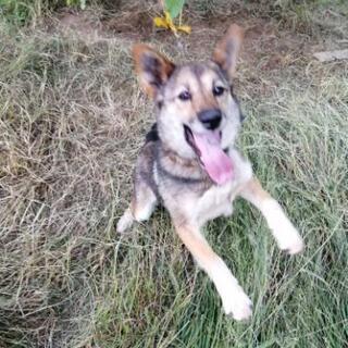 里親さん決まりました、雑種中型犬　2歳メス　仮名ライトちゃん