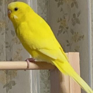 黄色インコ　