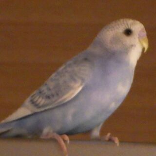 青いインコ