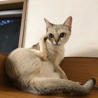 シンガプーラ　ふくちゃん　スリスリゴロゴロ甘えん坊！