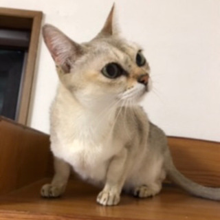 シンガプーラ　ふくちゃん　スリスリゴロゴロ甘えん坊！ - 安曇野市