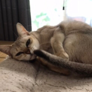 シンガプーラ　ふくちゃん　スリスリゴロゴロ甘えん坊！ - 猫