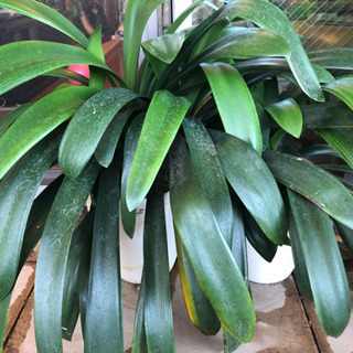観葉植物　クンシラン　