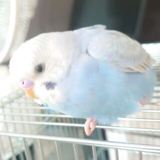 セキセイインコを探しています