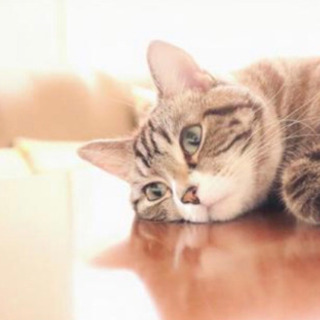 うちの子探してください🐶🐱　　　　【ペット探偵募集】🥺の画像