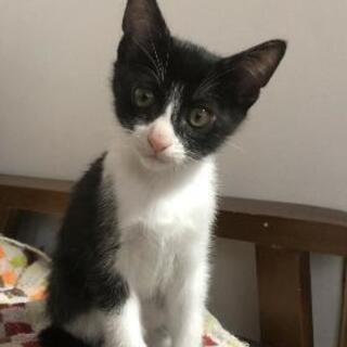 里親募集！！ 生後2ヶ月の子猫の親になって頂けませんか？
