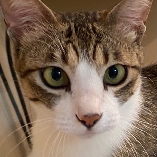 若いのに６匹の子猫を産んで育った母猫のメリンダちゃん