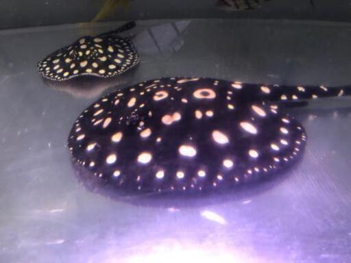 ポルカ　円盤33㌢程度　発送可