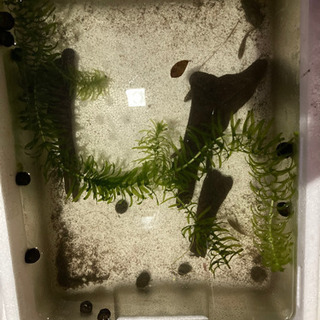 オヤニラミ幼魚