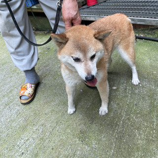 知り合いの方の飼育犬