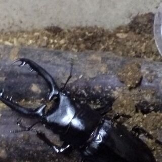 ギラファノコギリクワガタWF1　オス　２匹