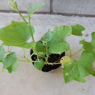 ハヤトウリ　苗（緑色）②　【 取引中 】の画像