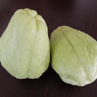 ハヤトウリ　苗（緑色）⑦　【 取引中 】の画像
