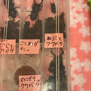 【受付再開】クワガタandカブトムシ各種300円〜
