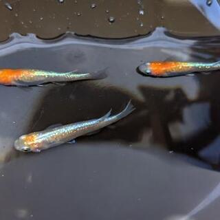 めだか　メダカ紅白ラメ体外光の稚魚１０匹